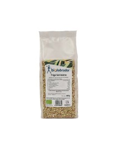 Trigo Sarraceno