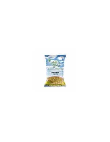 Pack 4x3 Olivo Hoja 40g Plantis Artesanía Natural