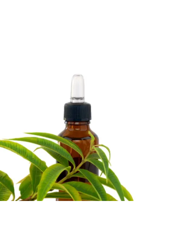 Pack 4x3 Llanten Hoja Bolsa 40g Planti Artesanía Natural