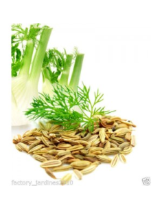 Pack 4x3 Hinojo Fruto 40g Planti Artesanía Natural