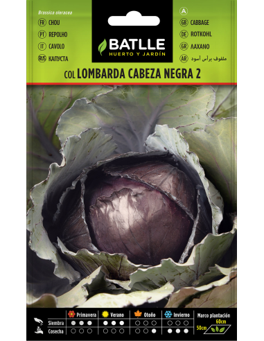 Semillas Col Lombarda Cabeza Negra PENC Batlle  Calidad Top