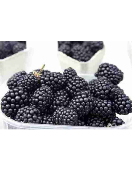 Moras Ecológicas 125G* Sin Pesticidas Garantizado 125G de Comptoirs & Compagnies