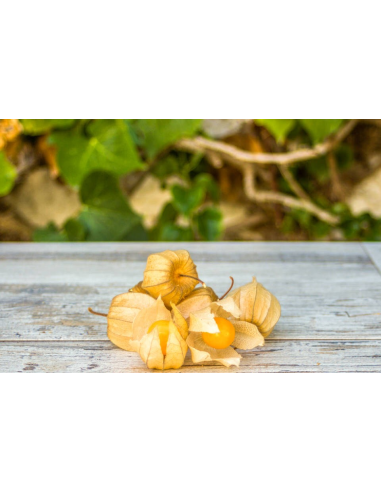Physalis Ecológico 125G* Sin Pesticidas Garantizado 125G de Comptoirs & Compagnies