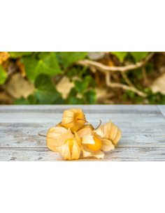 Physalis Ecológico 400G* Sin Pesticidas Garantizado 400G de Comptoirs & Compagnies