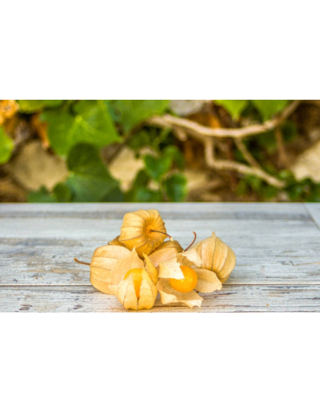 Physalis Ecológico 400G* Sin Pesticidas Garantizado 400G de Comptoirs & Compagnies